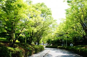 広島キャンパスケヤキ並木