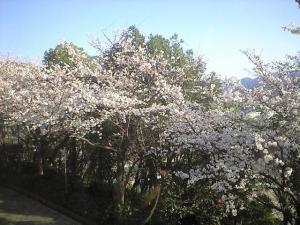 三原キャンパスの桜