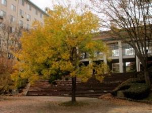 キャンパス中庭のカイノキの黄葉