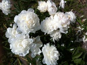 花畑に咲く白い芍薬の花