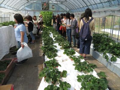 夏イチゴの収穫体験（甲村研究室栽培）