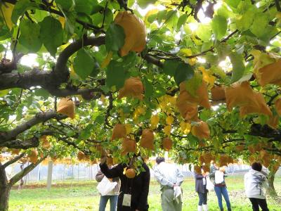 新興梨の収穫
