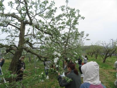 リンゴの摘花（4月23日）