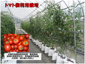 トマト袋利用栽培
