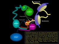 Chromosomal-Passenger-v2-1