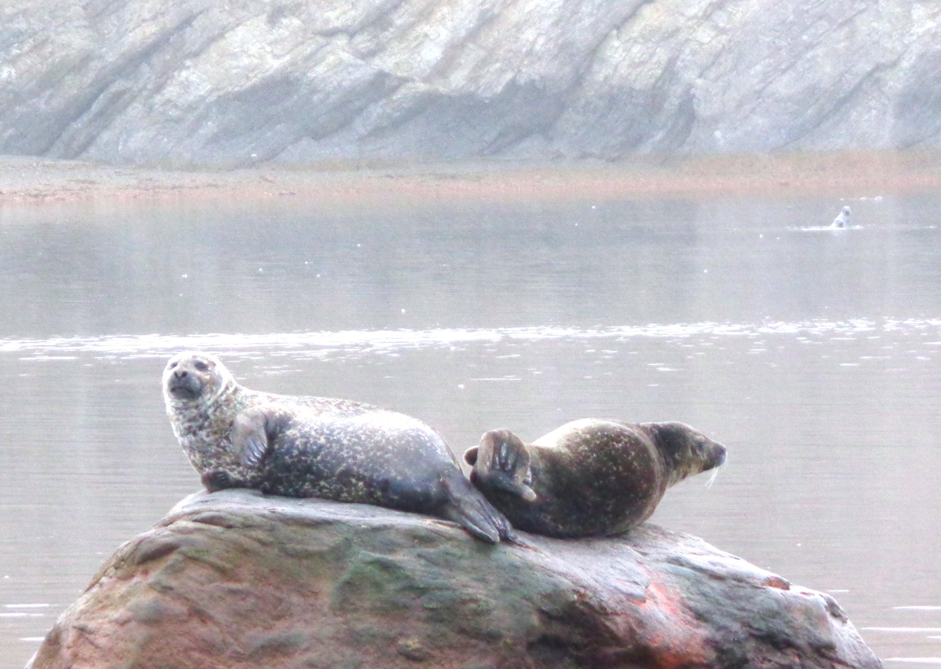 seal