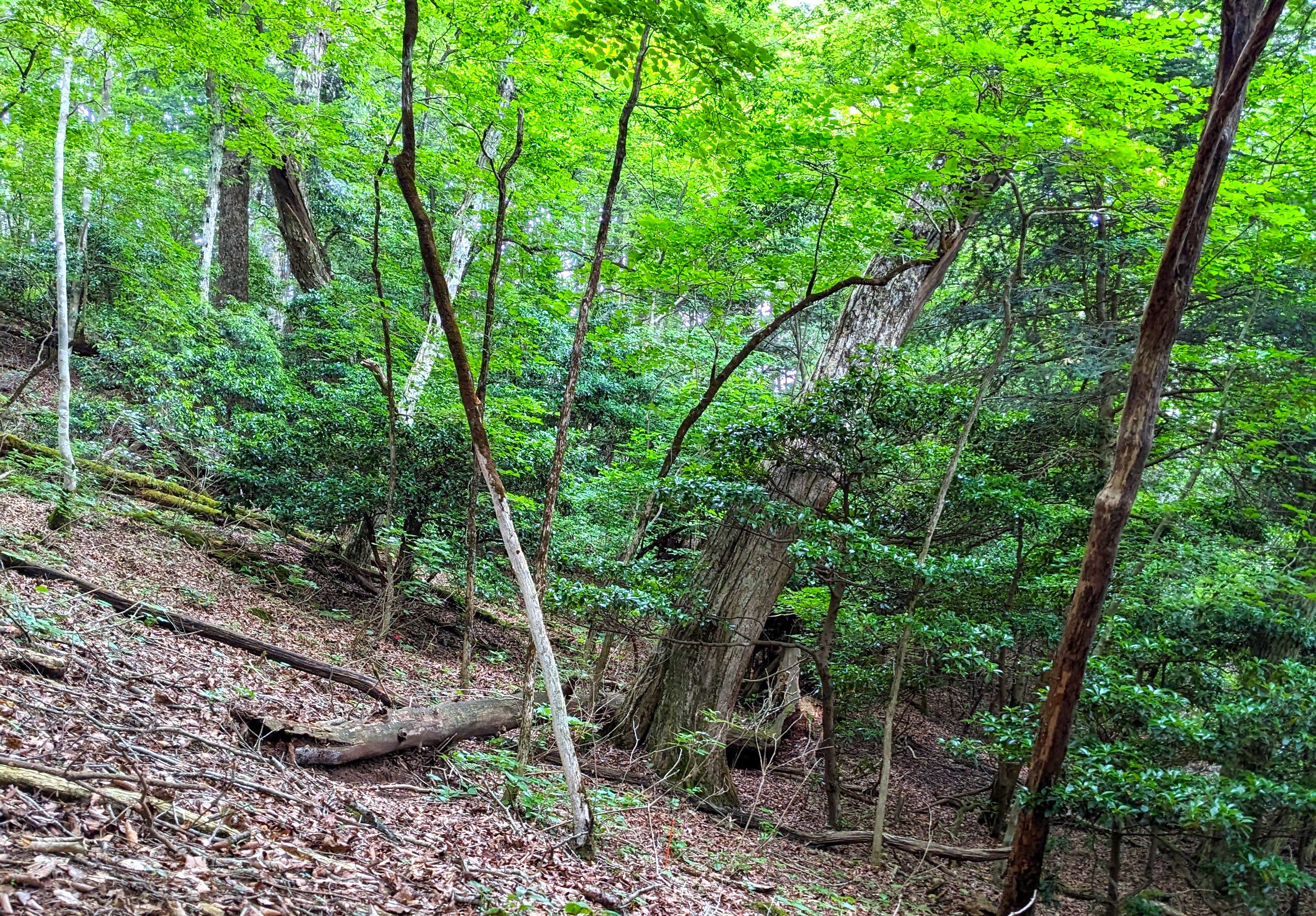 forest
