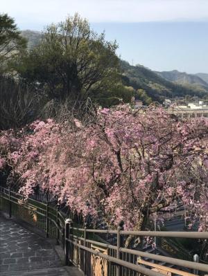 枝垂桜