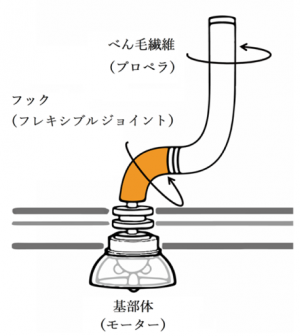 細菌べん毛