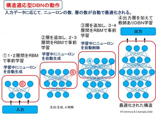 構造適応型DBNの学習動作