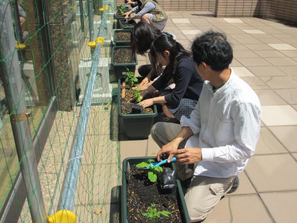 ゴーヤ苗の植付け