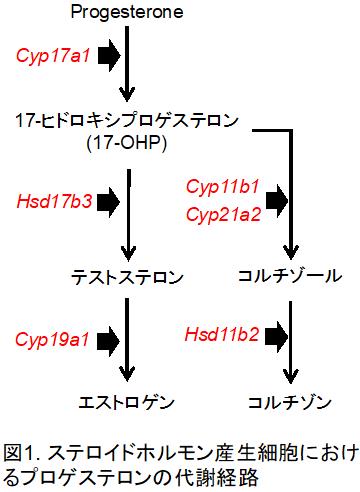 yamashita1