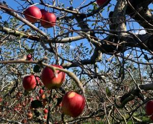 農園のりんご