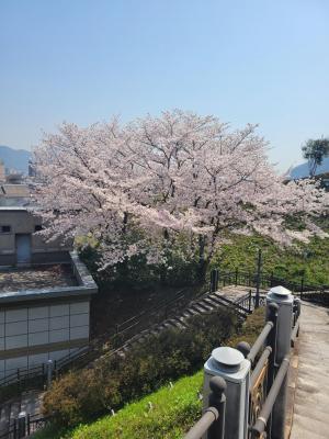 大学の桜の写真
