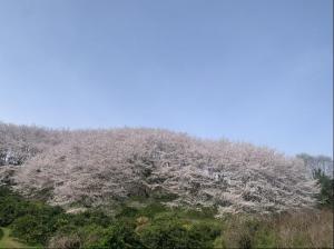 佐木島塔の峰千本桜 