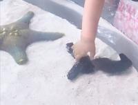 なまこ写真