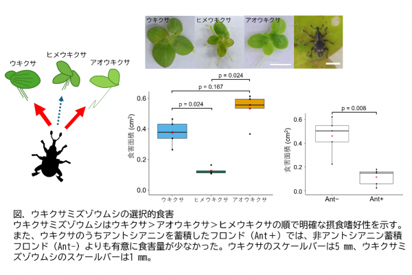 ウキクサミゾウムシの選択的食害