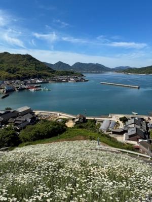 因島除虫菊