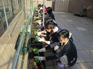 緑のカーテン苗の植付け写真