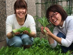 水菜の収穫