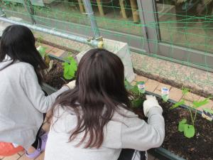 苗を植える学生