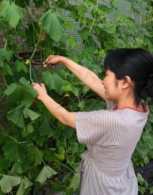 キュウリを収穫する学生