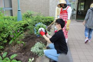 苗植えの様子