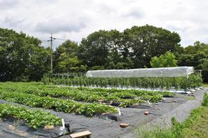 野菜圃場