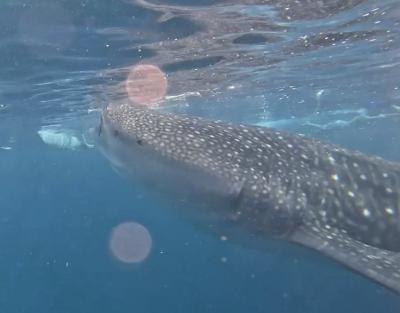 フィリピン 水族館