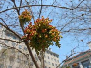 カイノキの花