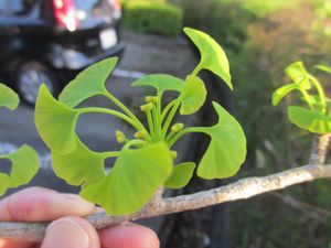 イチョウ並木に花 県立広島大学