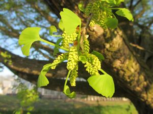 イチョウ雄花