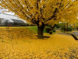 イチョウの黄葉