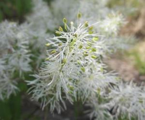 アオダモの花