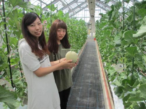 メロン採れました（7月4日）