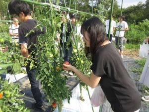 野菜の収穫　真っ赤なトマトもたくさん！