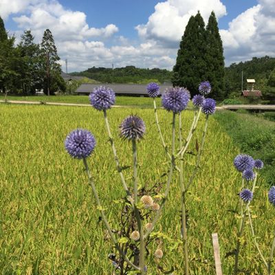 ヒゴタイ　開花中