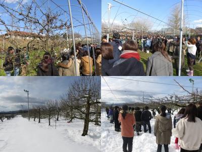 果樹の剪定講義　大雪の中での説明