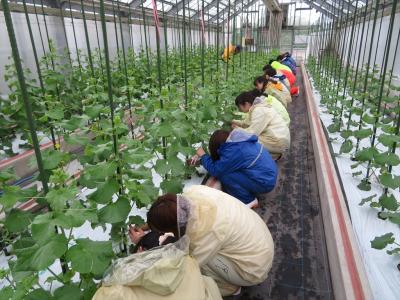 メロン管理（5月9日）　あっという間に大きく生長