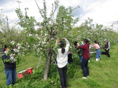 リンゴの摘花（4月25日a班）