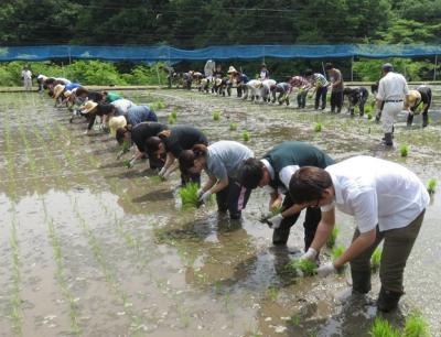 水稲の田植え（5月30日a班）