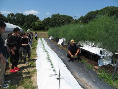 アスパラガス栽培　夏採りホワイトアスパラガス（甲村研究室　学生も説明）