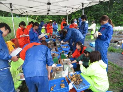 雨の中のバレイショ調査　１個１個重量を測定し、処理間差を明らかにしていきます。