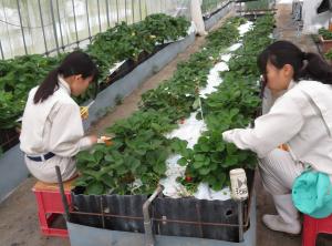 甲村研究室でのイチゴの栽培管理の様子