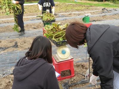 サツマイモの収穫調査　茎葉重測定　