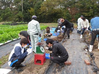 サツマイモ収穫調査　重量測定