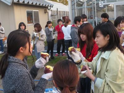 焼き芋の試食