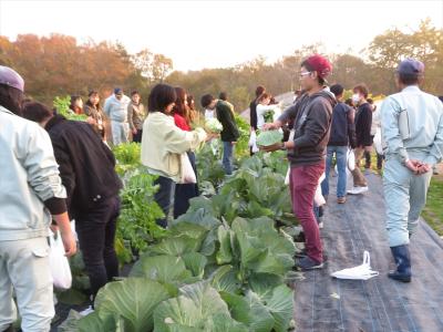 秋野菜の収穫