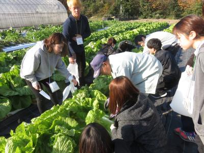 白菜の収穫