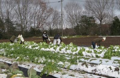 雪の中での白菜の収穫